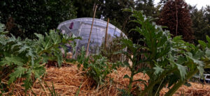 Le potager en mars